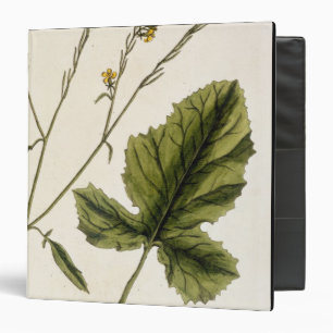 Mustard, plate 446 from 'A Curious Herbal', publis Binder