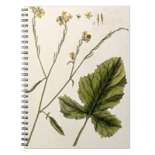 Mustard, plate 446 from 'A Curious Herbal', publis Notebook