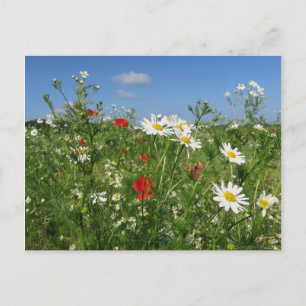 muster postkarte postcard