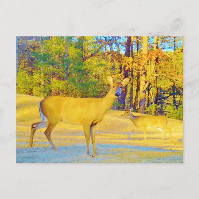 Musturd Coloured Deer with light blue Postcard (Front)