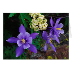 Mutant Columbine Wildflowers