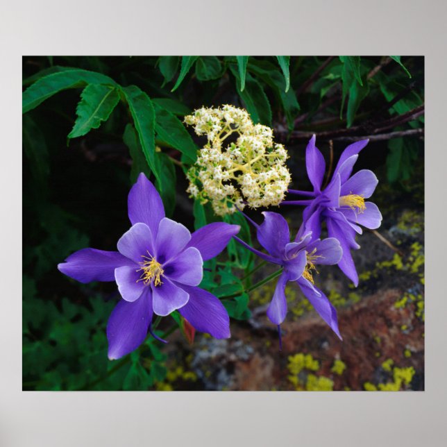 Mutant Columbine Wildflowers Poster (Front)