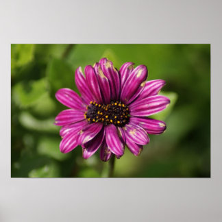 Mutant Osteospermum / Dimorphotheca Poster