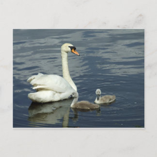 Mute Swan and Cygnets Holiday Postcard