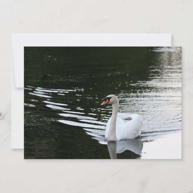 Mute Swan Card (Front)