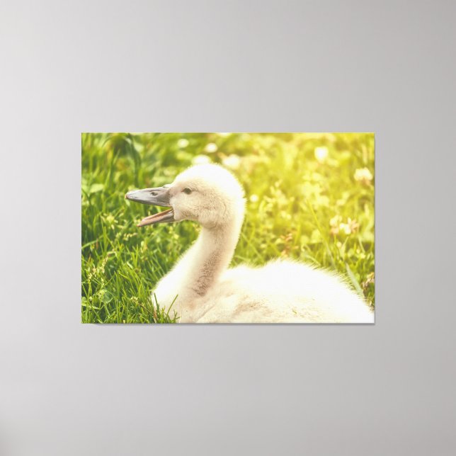 Mute Swan Cygnet Canvas Print (Front)