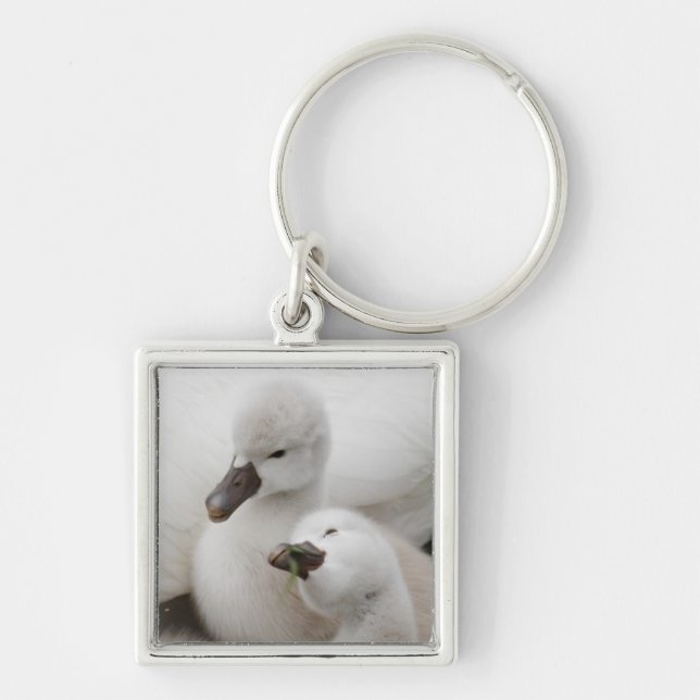 Mute Swan Cygnets Keychain (Front)