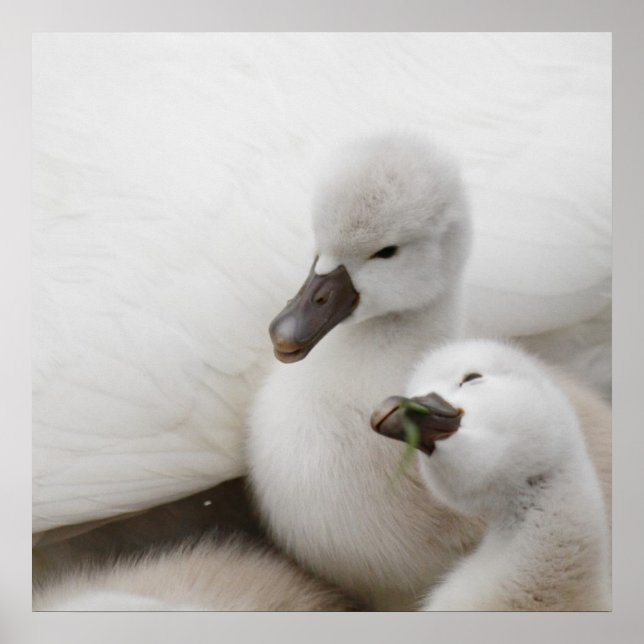 Mute Swan Cygnets Poster (Front)