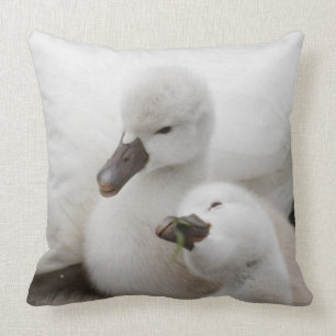 Mute Swan Cygnets Throw Pillow