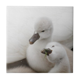 Mute Swan Cygnets Tile