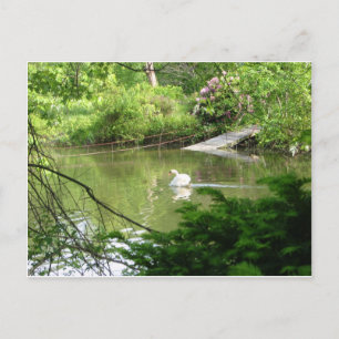 Mute Swan (Cygnus Olor) by Footbridge Postcard