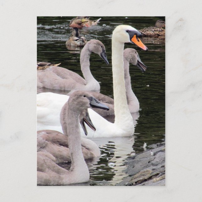 Mute Swan Family Postcard (Front)