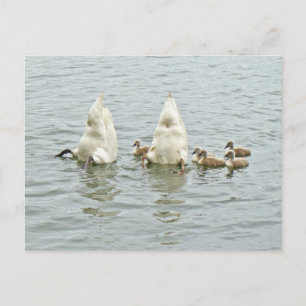 Mute Swan Famly Postcard
