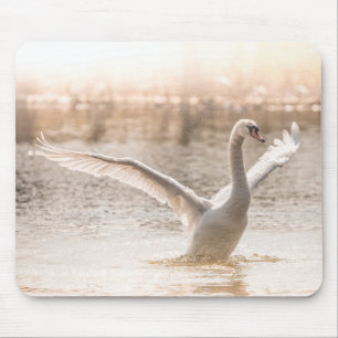 Mute Swan in Morning Light Mouse Pad