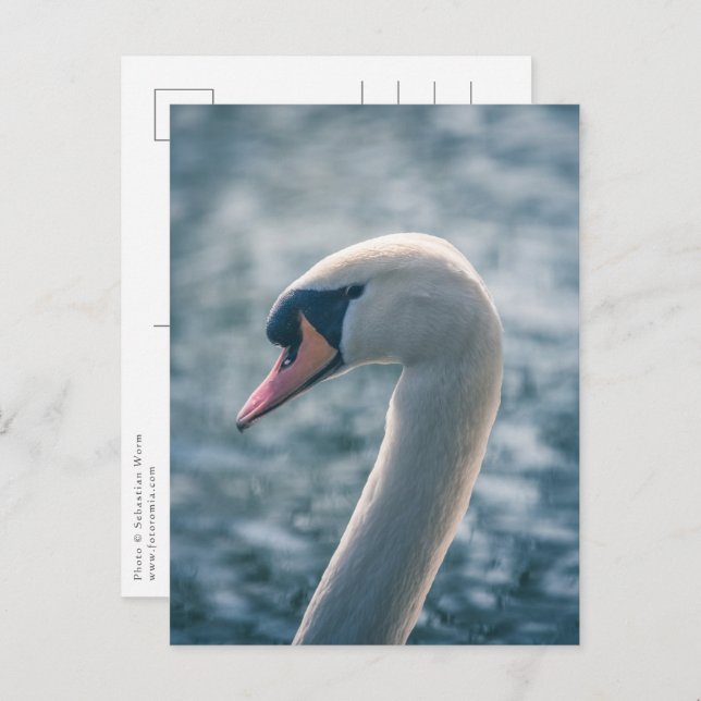 Mute Swan Nature Photo Postcard (Front/Back)