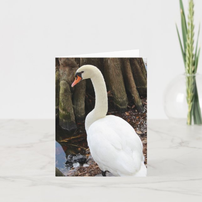 Mute Swan Photo Folded Note Card (Front)