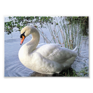 Mute Swan Photo Print