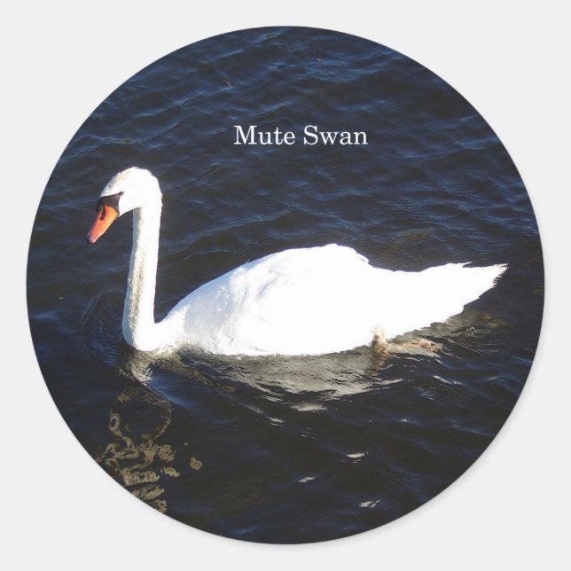 Mute Swan sticker (Front)