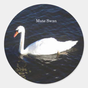 Mute Swan sticker