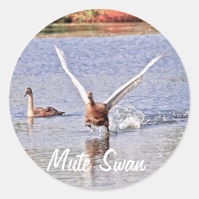 Mute Swan Wildlife Waterfowl Photo Classic Round Sticker (Front)