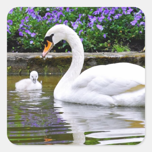 Mute swan with nestlings on water square sticker (Front)
