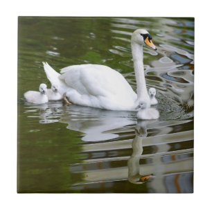 Mute swan with nestlings on water tile