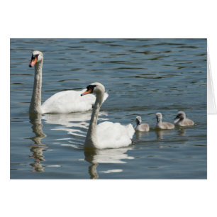 Mute Swans And Ducklings
