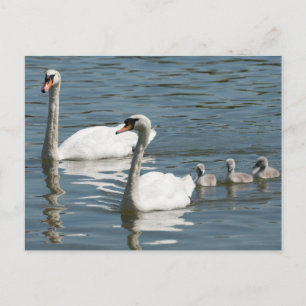 Mute Swans And Ducklings Postcard