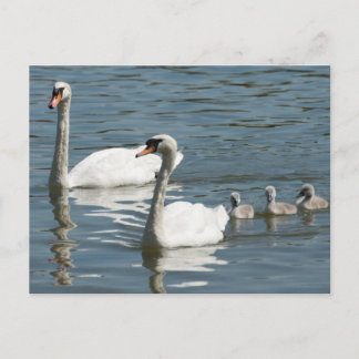 Mute Swans And Ducklings Postcard
