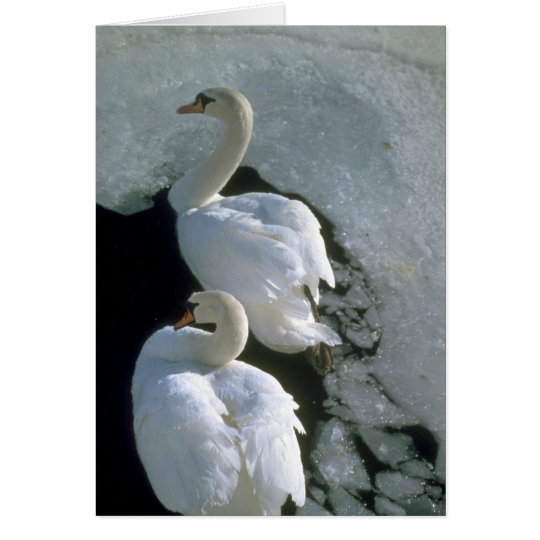 Mute swans card