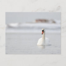 Mute swans swimming in the ice cold water postcard