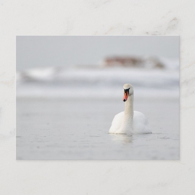 Mute swans swimming in the ice cold water postcard (Front)