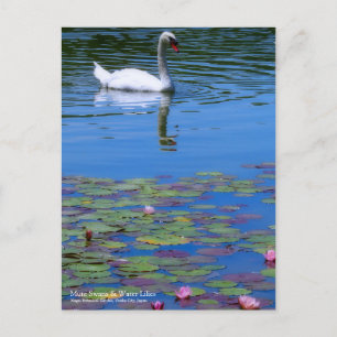 Mute Swans & Water Lilies：Postcard Postcard