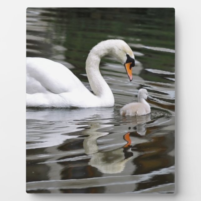 Mute swans with nestlings on water plaque (Front)
