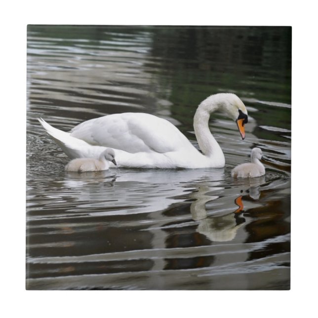 Mute swans with nestlings on water tile (Front)