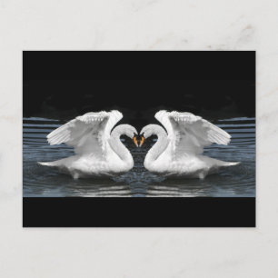 Mute White Swan Photo Mirror Image Effect Postcard