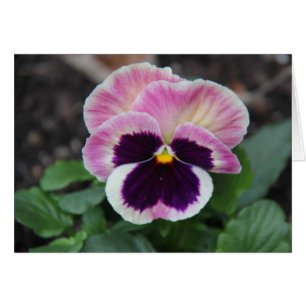 Muted Purple Pansy, Blank Floral Notes