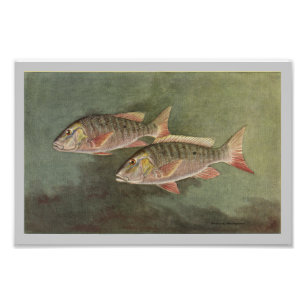 Mutton Fish Vintage Fish Print