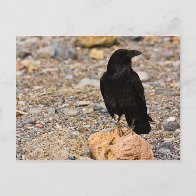 Mutual Curiosity Postcard (Front)