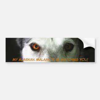 My Alaskan Malamute Bumper Sticker