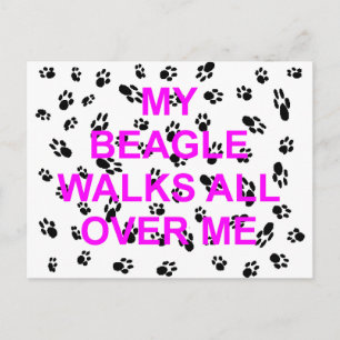 my beagle walks on me postcard