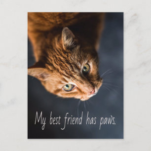 My best friend has paws, Cat Kitten Cute Postcard