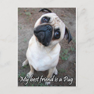 My Best Friend is a Pug Postcard