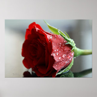 My Birthday Rose. Poster