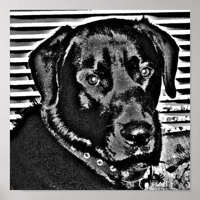 My Black Lab Poster (Front)