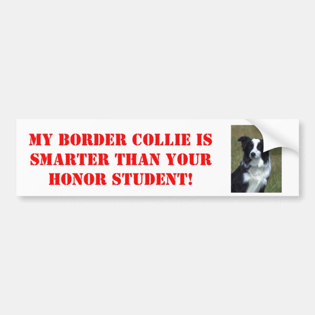 My Border Collie is Smarter Than Your Honour... Bumper Sticker (Front)