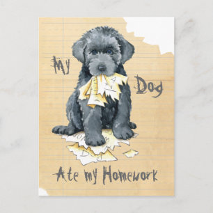 My Bouvier des Flandres Ate My Homework Postcard
