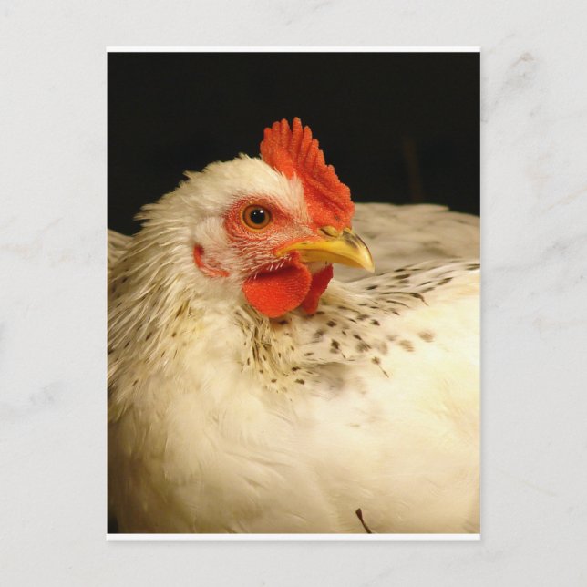 My Boy Postcard (Front)