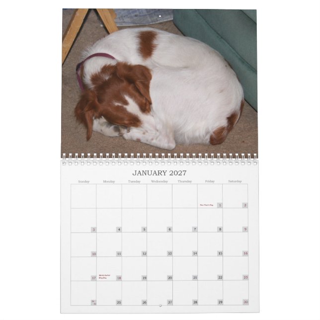 My Brittanys 2011 Calendar (Jan 2027)