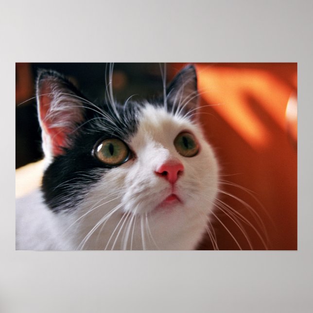 My cat poster (Front)